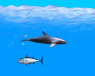 Dolphin horgász HTML5 játék